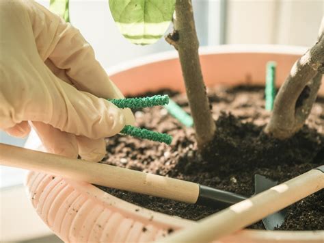How To Use Fertilizer Spikes On Potted Plants Outdoors.